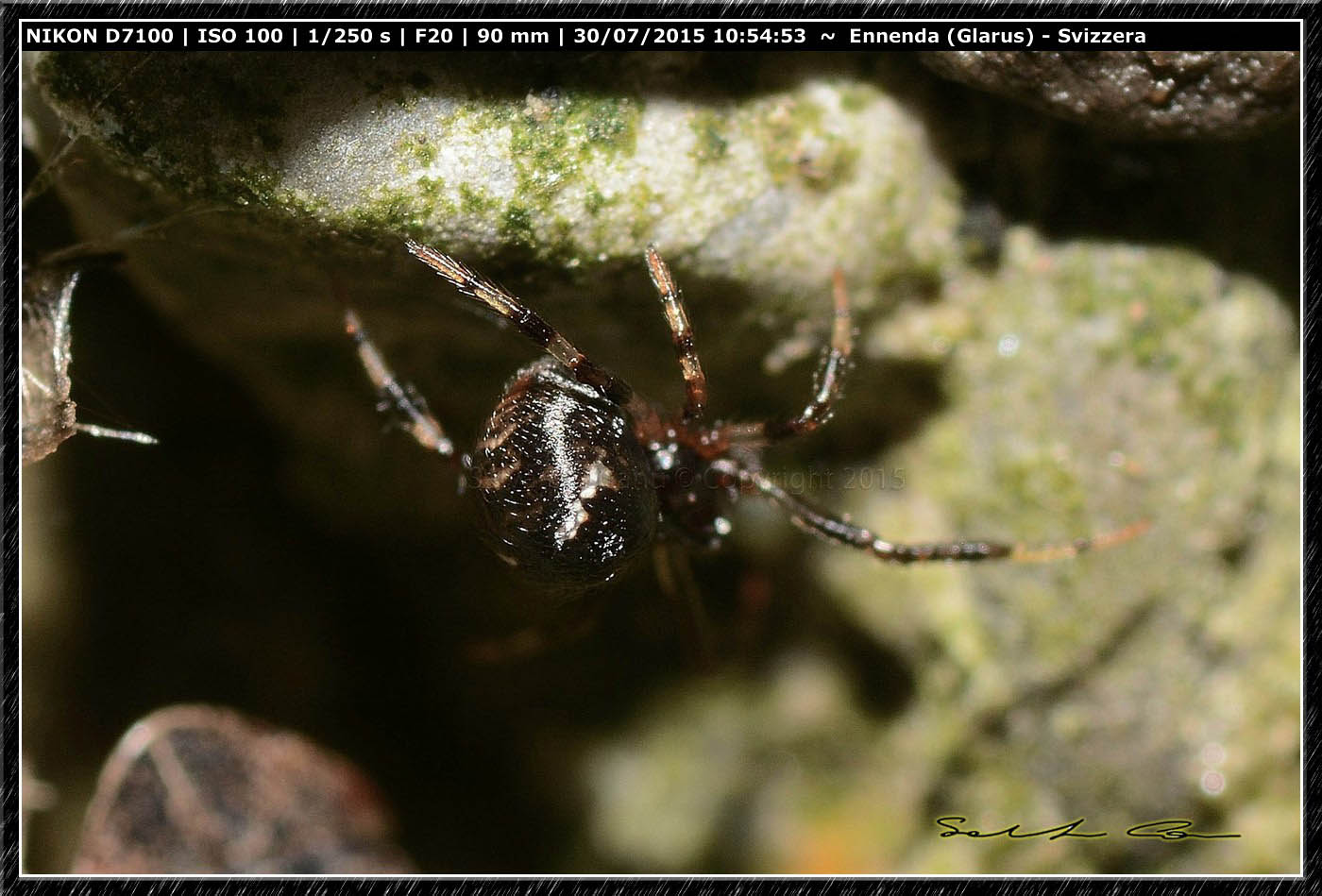 Piccolo Theridiidae in compagnia di...